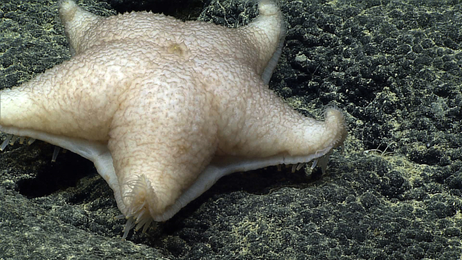 A robust white starfish, maybe a  type of slime star