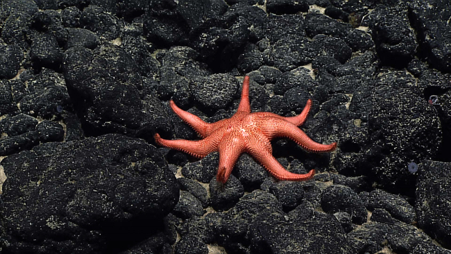 A large seven-armed  orange starfish on black cobbles