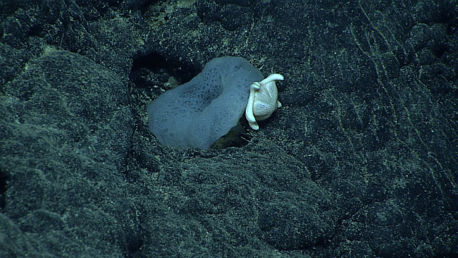 A robust white starfish possibly feeding on a glass sponge