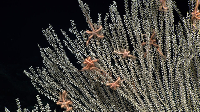 Numerous small brittle stars in the upper branches of a large primnoid coral