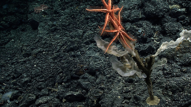 Large orange six armed brisingid starfish residing on the top of a dying stalked glass sponge