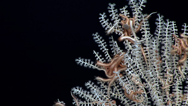 A primnoid coral with commensal brittle stars
