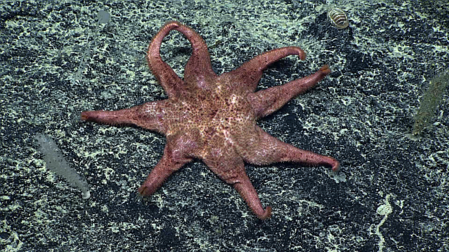 An ugly eight-legged reddish white starfish