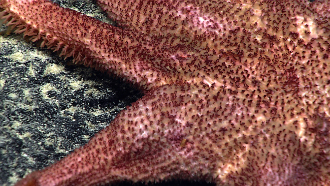 Closeup of the upper surface of the eight-legged starfish seen in imageexpn4690