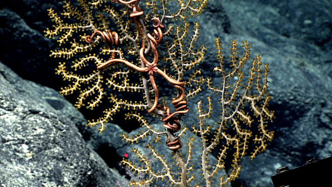 Commensal brittle star on small octocoral with yellow retracted polyps