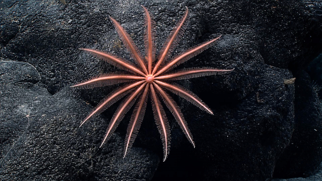 Beautiful thirteen-legged orange pink brisingid starfish on a boulder