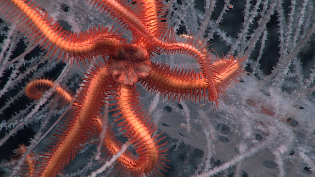 A large reddish orange brittle star intertwined in a glass sponge