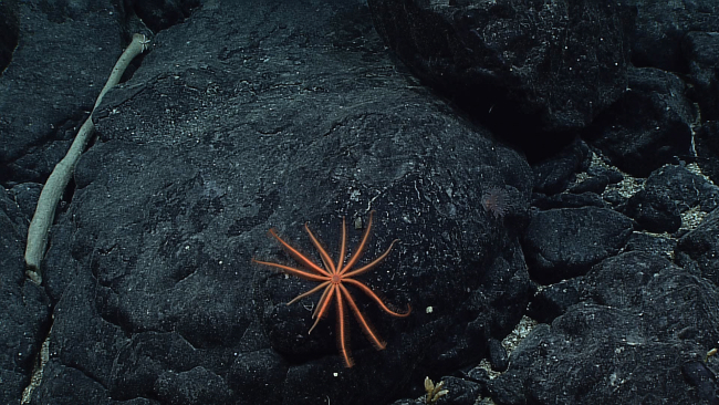 An orange brisingid starfish with thirteen legs