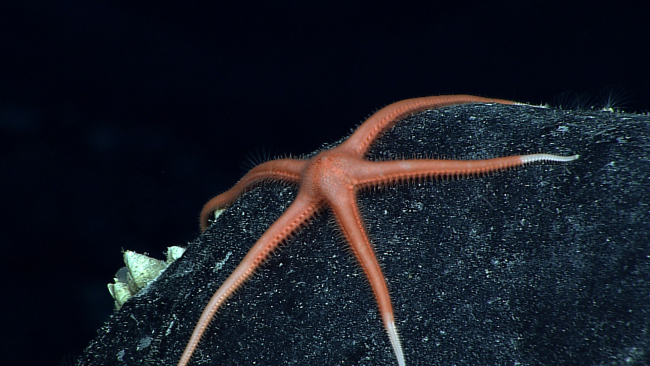 Orange red thin-legged starfish on a black rock surface
