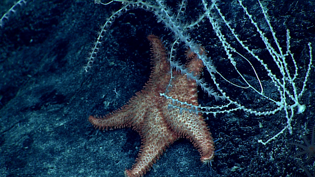 Orange starfish in close proximity to what seems to be this species favoriteprey -bamboo coral