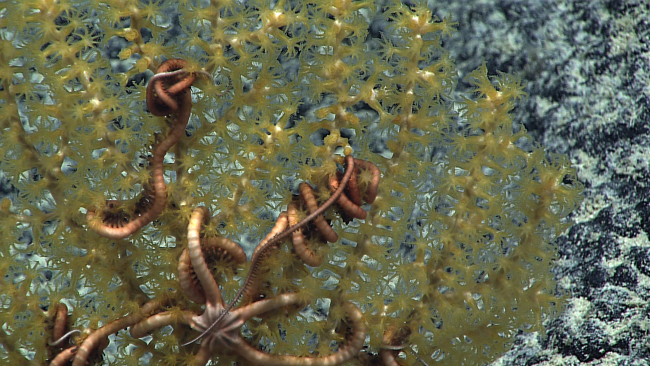 Whitish brown brittle star on a yellow octocoral