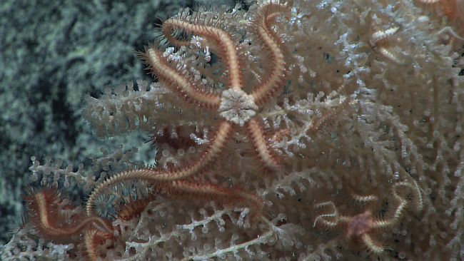 Reddish white brittle star with pentagonal central disk on primnoid coral