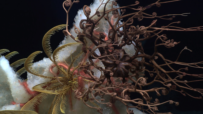 Basket star, pink brittle stars, and yellow crinoids on a white sponge
