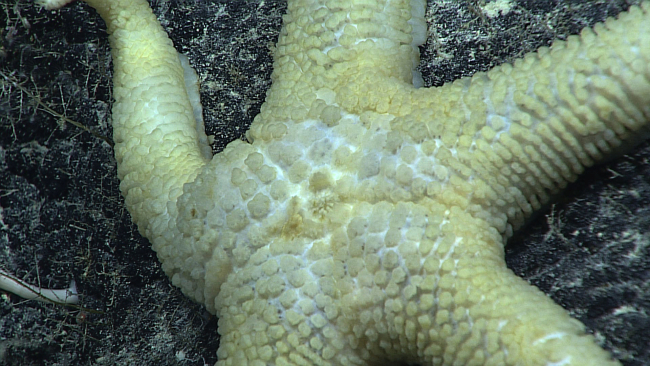 Closeup of the surface of a large white starfish which appears to be the samespecies as in image expn4705