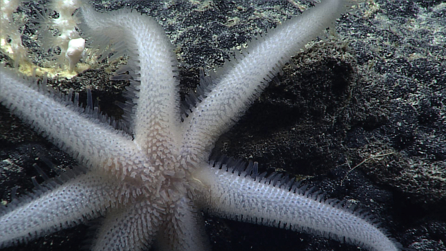 A seven-armed white starfish