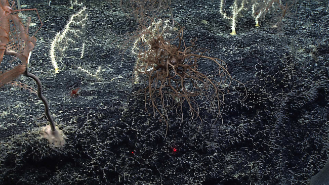 A bizarre image of a basket star with surrounding coral bushes