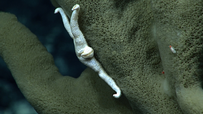 White five-armed starfish and amphipods on a large dead sponge