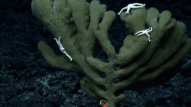 At least four white five-armed starfish on a large dead sponge