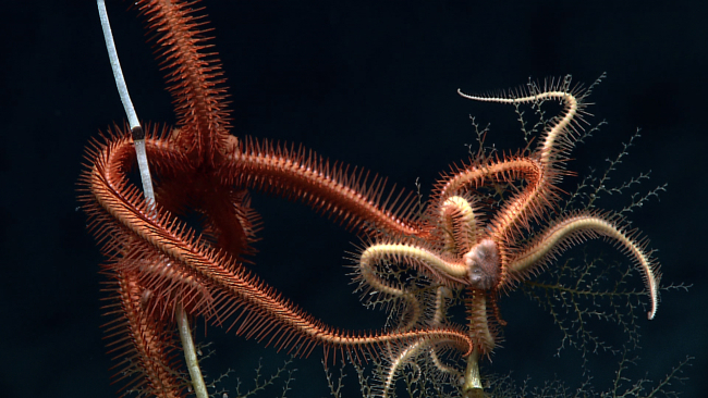 Brittle stars on dead bamboo coral and hydroid bush