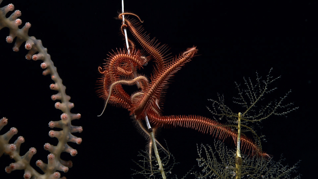 Brittle star on dead bamboo coral and hydroid bush