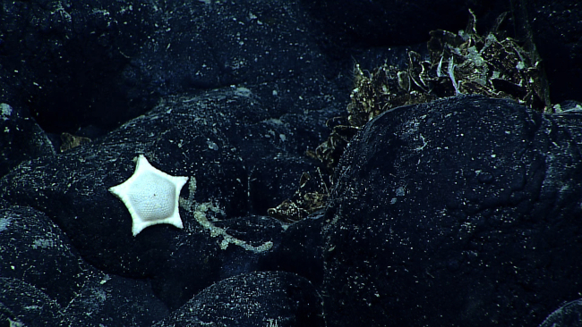 White biscuit star on black rock surface