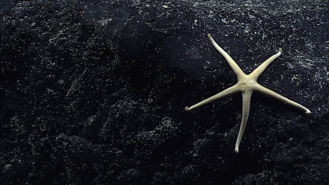 Skinny white starfish