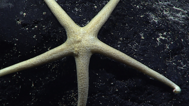 Closeup of skinny white starfish