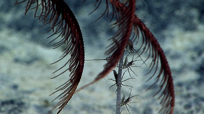 Strange little shrimp-like crustaceans on a dead coral stem