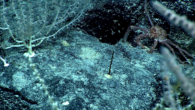 A purple squat lobster on the rock surface  below bamboo corals