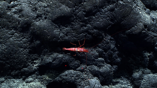 The large red and white shrimp seen in image expn4745