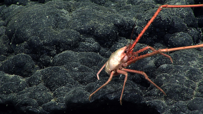 A white-bodied red-legged black-eyed squat lobster