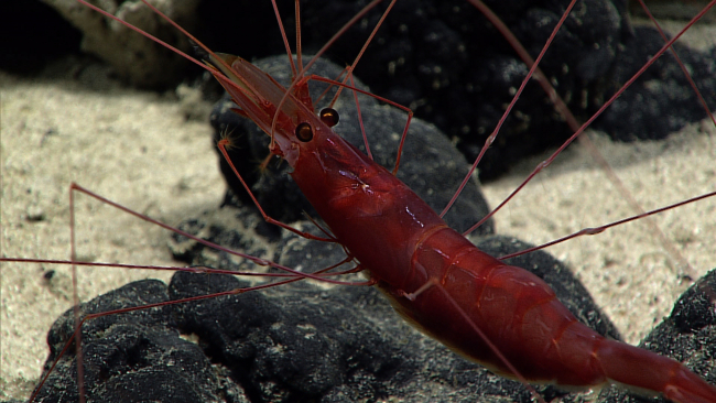 A large red shrimp with black eyes