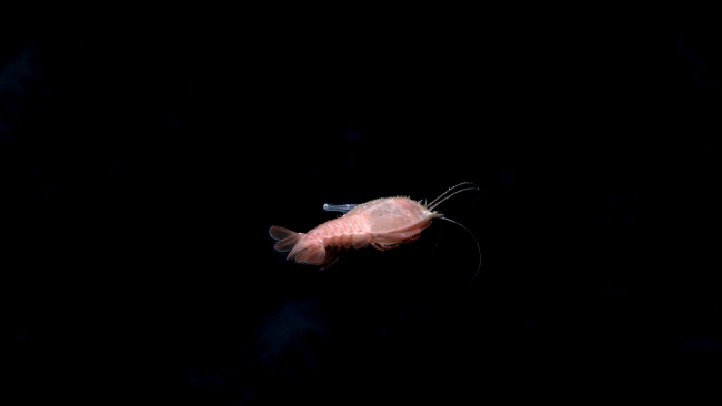 An odd-looking swimming crustacean