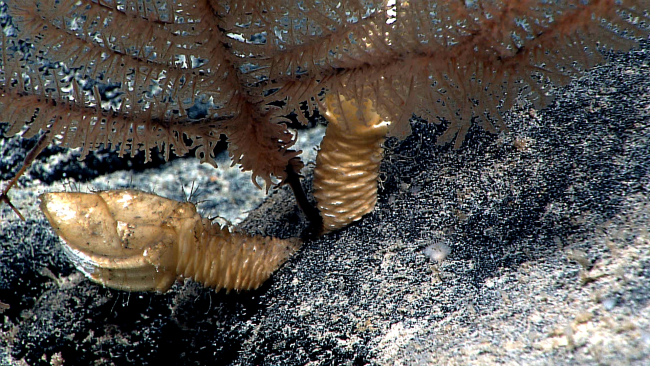 Gooseneck barnacles at the base of a black coral bush