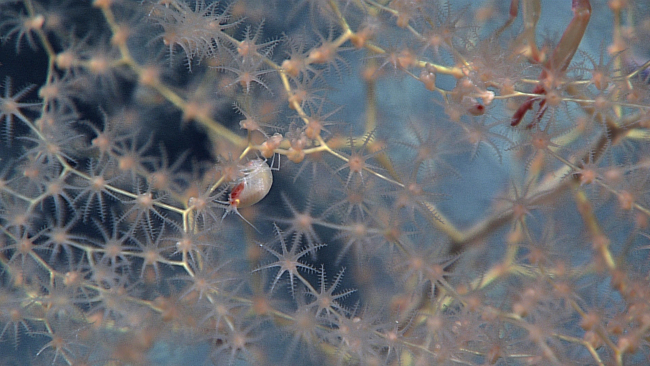 Amphipod in metallogorgid coral bush