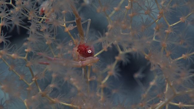 Closeup of pink squat lobster with red face and orange eyes in metallogorgidcoral bush