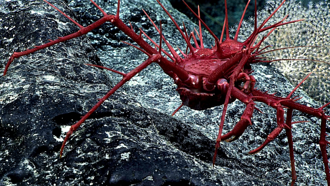 A very spiky red spider crab