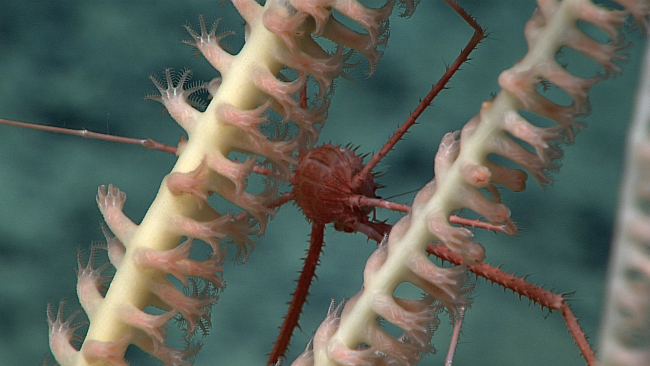 A red round bodied squat lobster on a bamboo coral