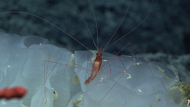 A light red shrimp with very spindly legs on a glass sponge