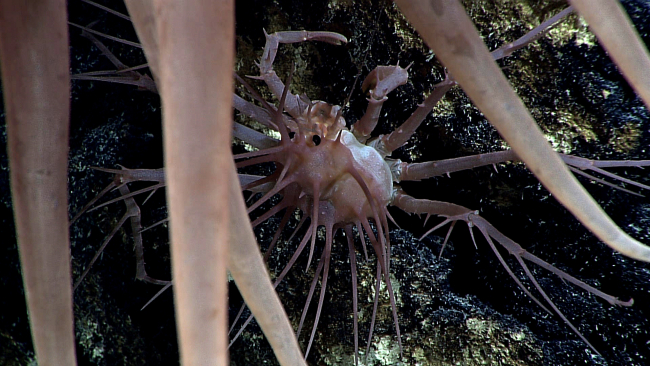 A very spiky crab similar to that seen in image expn4772