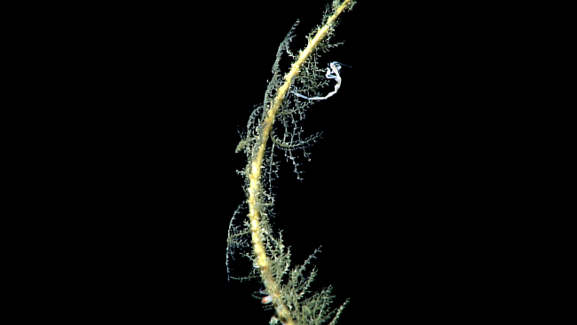 Skeleton shrimp, actually a type of amphipod, attached to a dead coral bushcolonized by hydroids