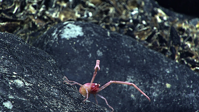 A pink googly eyed squat lobster standing at the ready with its crusherclaw ready for action