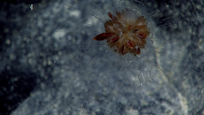 Dandelion siphonophore with many of its anchor lines clearly visible