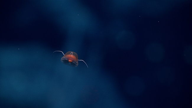 A small jellyfish