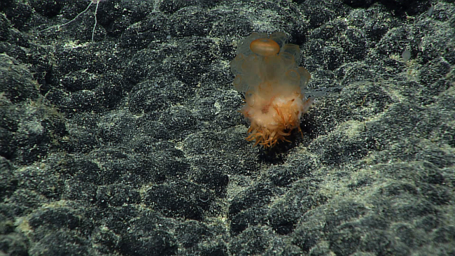 A final look at this relatively horrid looking benthic siphonophore