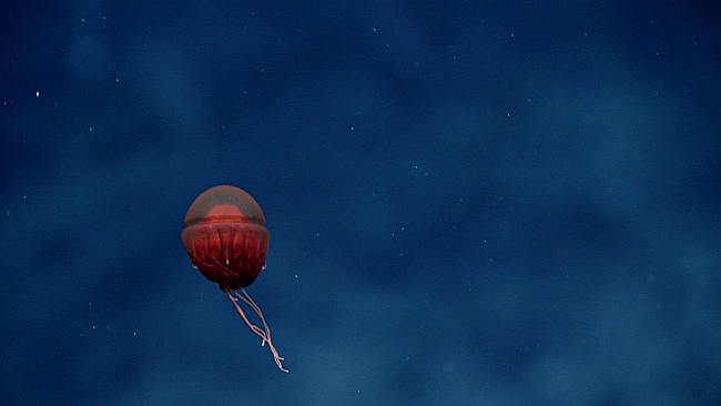 A globular reddish  jellyfish