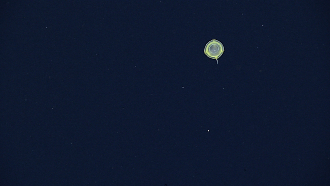 A small yellow jellyfish with four trailing tentacles