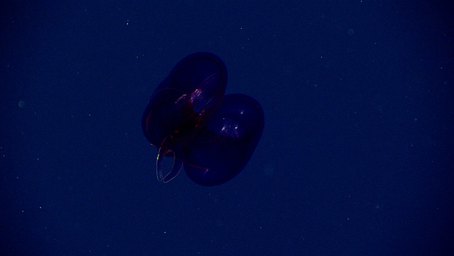 Purple lobate ctenophore observed at 1000 meters depth