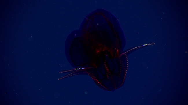 Purple pelagic ctenophore, possible Leucocia sp