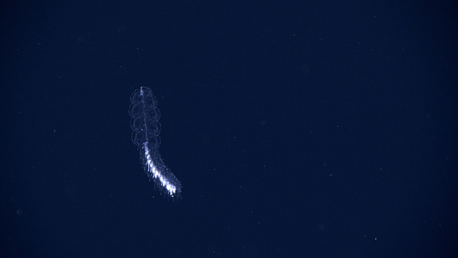 White and translucent siphonophore observed at 800 meters depth